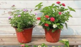 凯里万达爆料视频最新2020,揭秘万达最新动态与未来规划